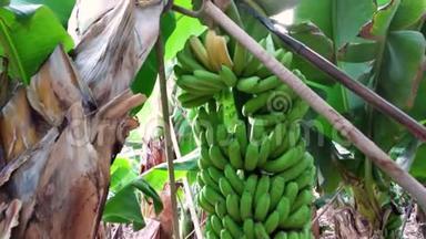 <strong>香蕉</strong>种植园的<strong>香蕉</strong>收成。 <strong>香蕉</strong>收获期间的工人。
